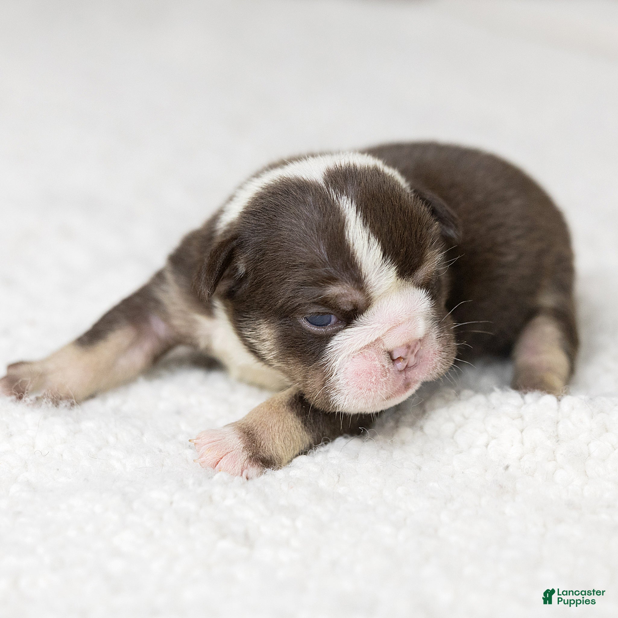 English Bulldog dogs Matilda Rose English Bulldog  - Ad 2