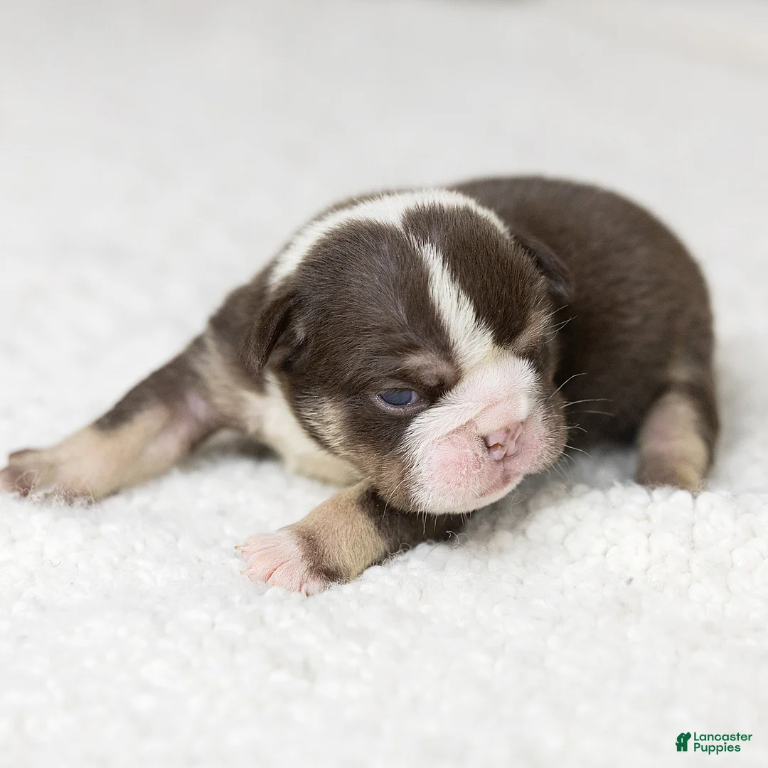 English Bulldog dogs for sale: Matilda Rose English Bulldog  - Ad 2
