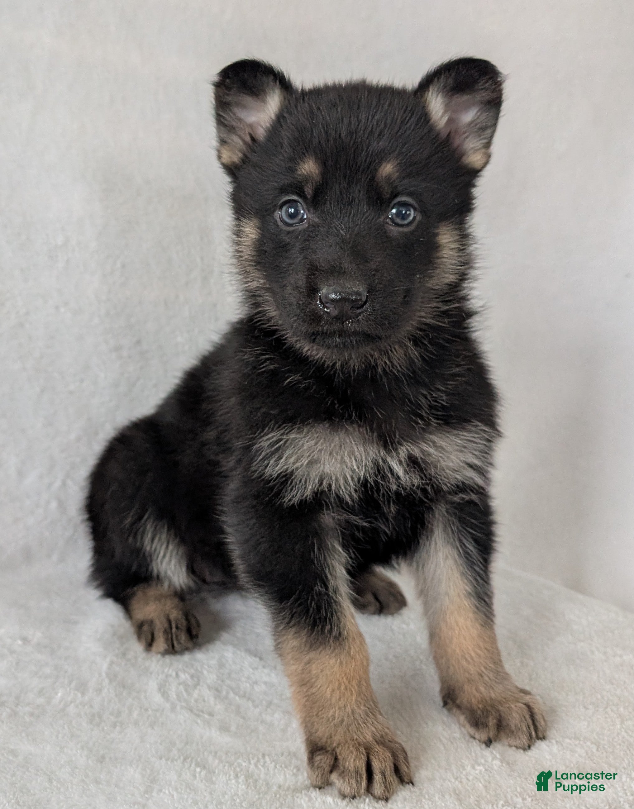 German Shepherd dogs Issie - Ad 1