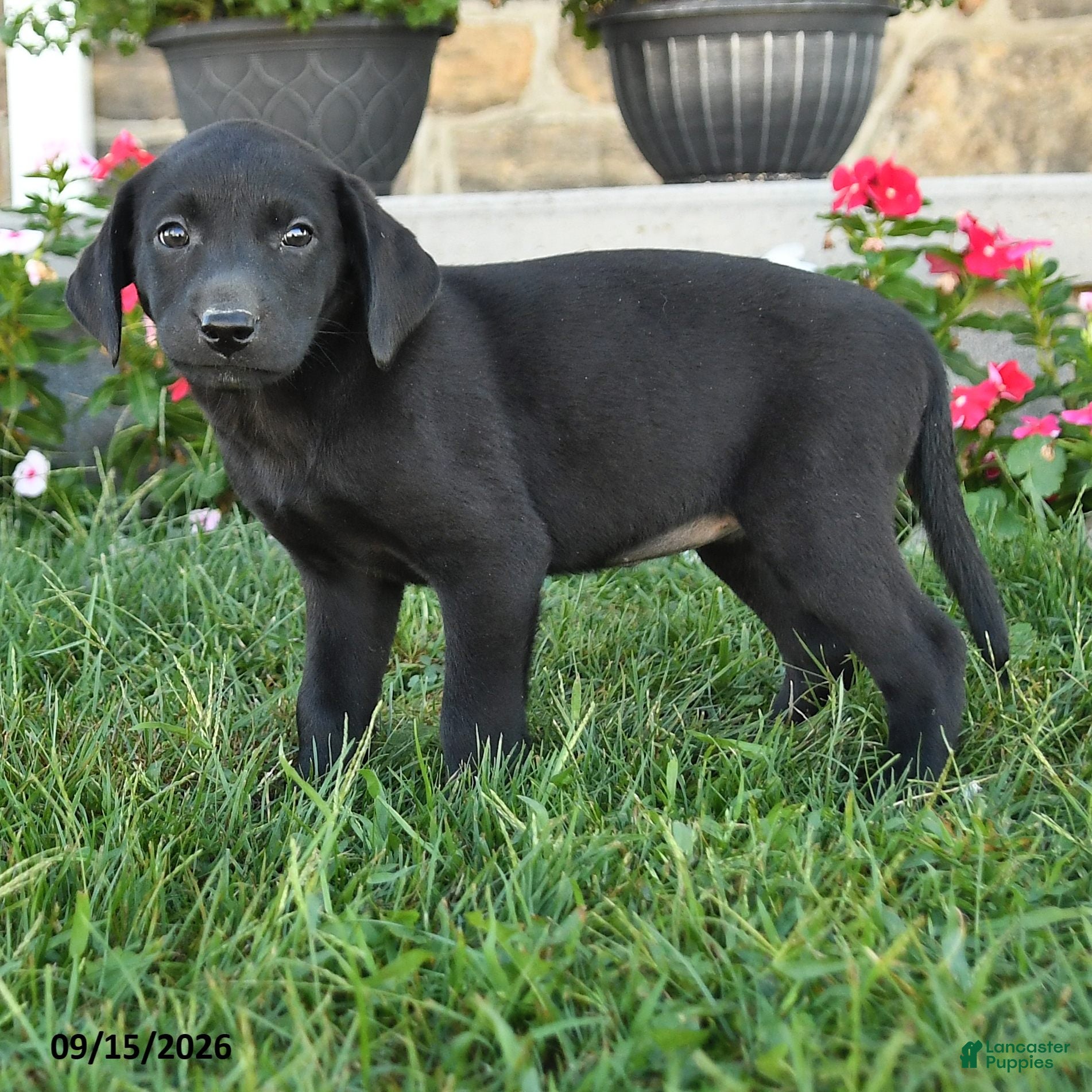 Labrador Retriever dogs Gypsy - Ad 2