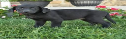 Labrador Retriever dogs for sale: Gypsy - Ad 2