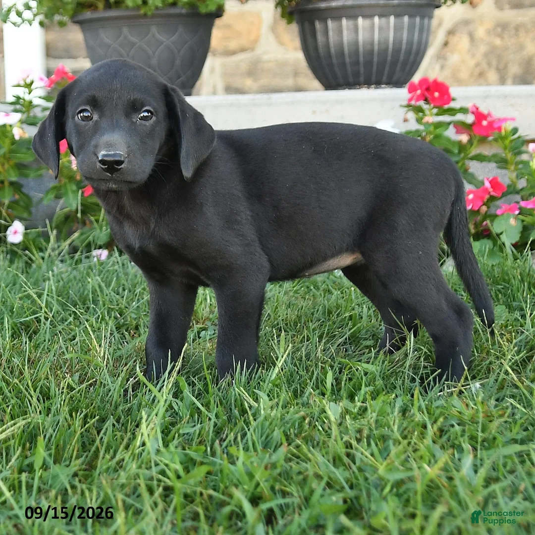 Labrador Retriever dogs for sale: Gypsy - Ad 2