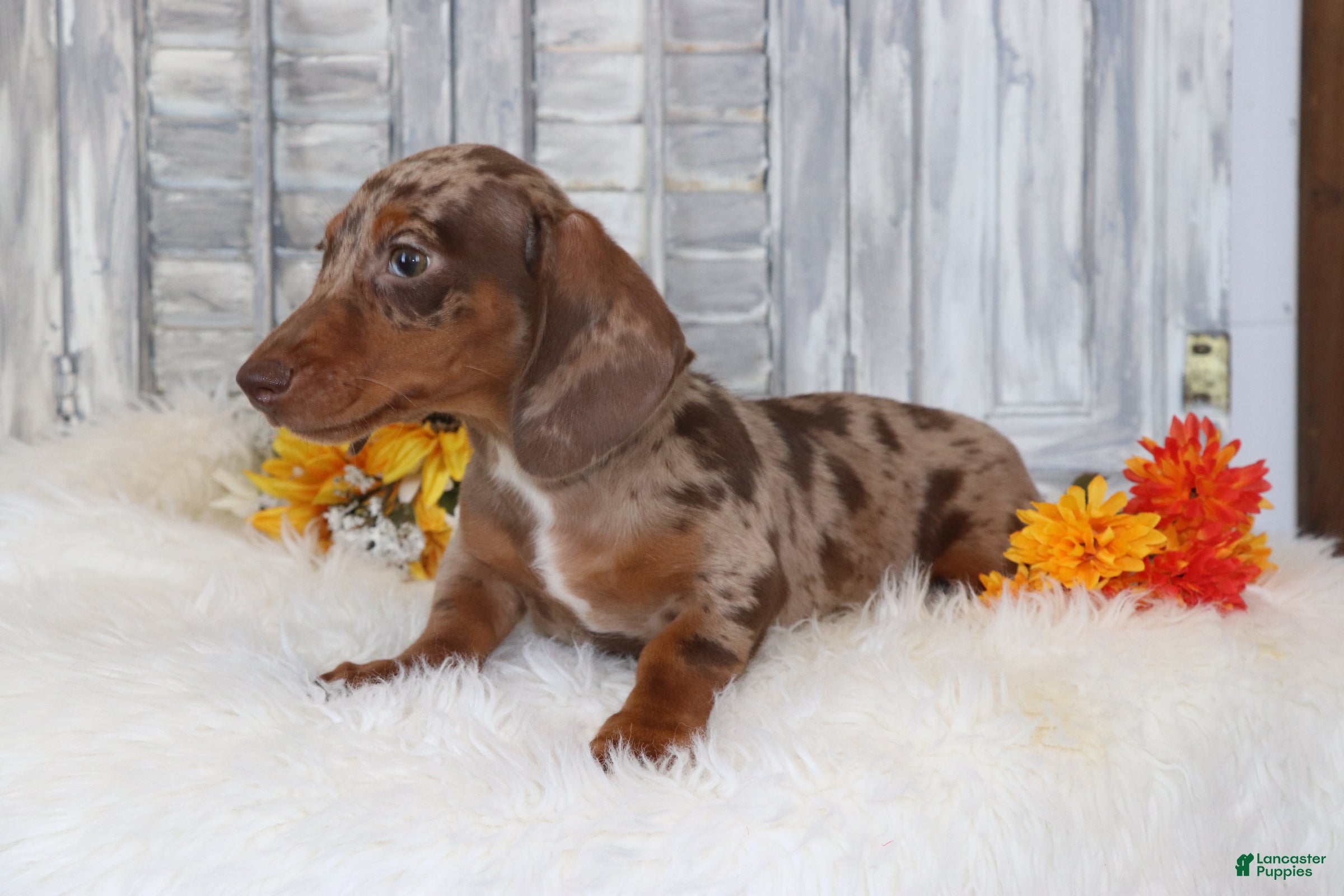 Dachshund dogs Oliver  - Ad 2