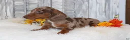 Dachshund dogs for sale: Oliver  - Ad 2
