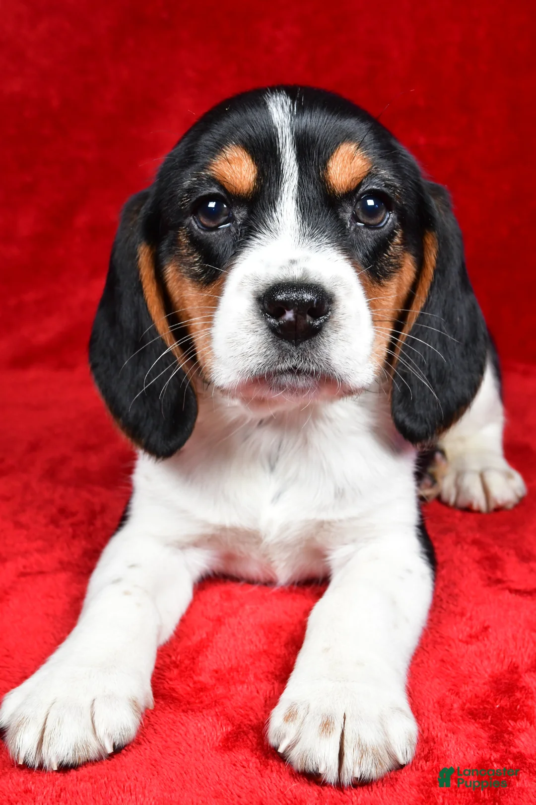Beagle dogs for sale: Sheila - Ad 2
