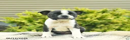 Boston Terrier dogs for sale: Lottie  - Ad 2