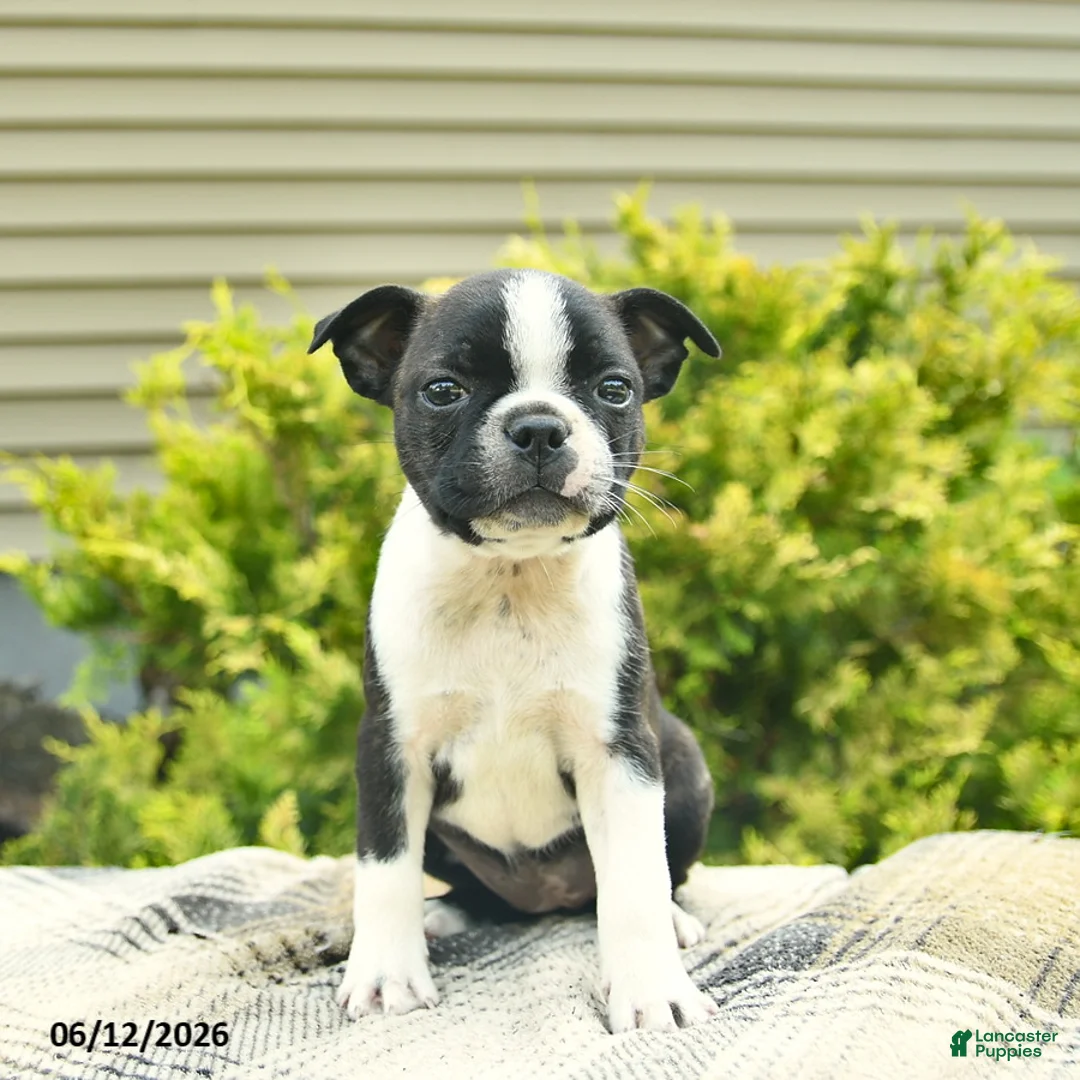 Boston Terrier dogs for sale: Lottie  - Ad 2