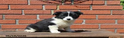 Mixed Breed dogs for sale: Casey - Ad 4