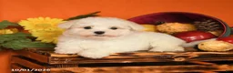 Maltese dogs for sale: Oscar - Ad 4