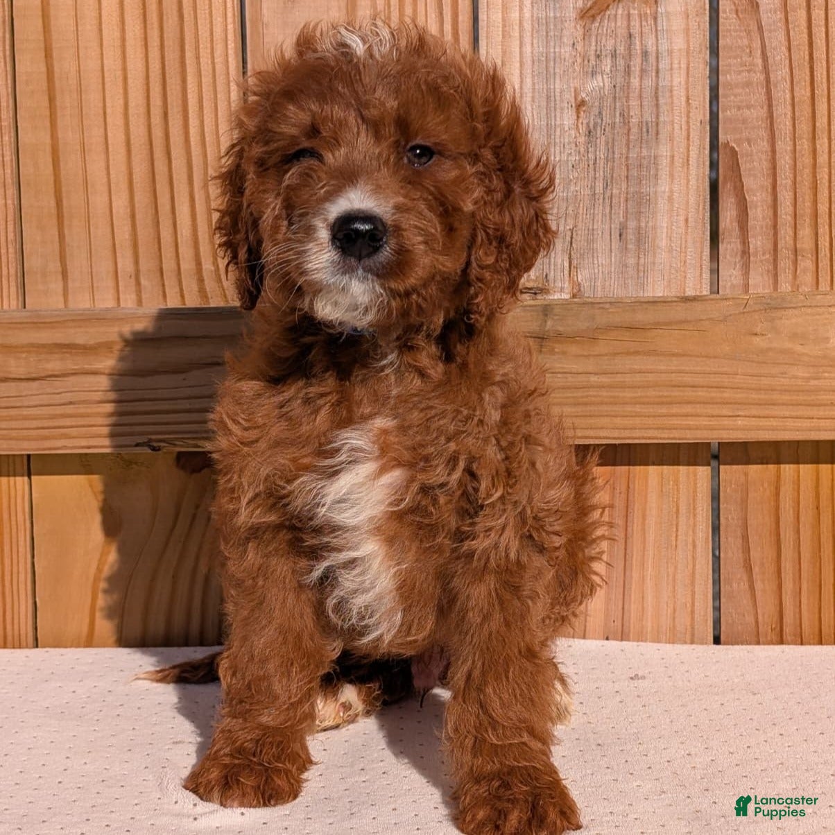 Irish Doodle dogs Galway - Mini - Ad 2