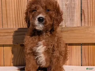 Irish Doodle dogs Galway - Mini - Ad 3