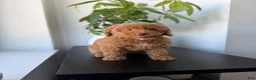 Miniature Poodle dogs for sale: Green eyes - Ad 4