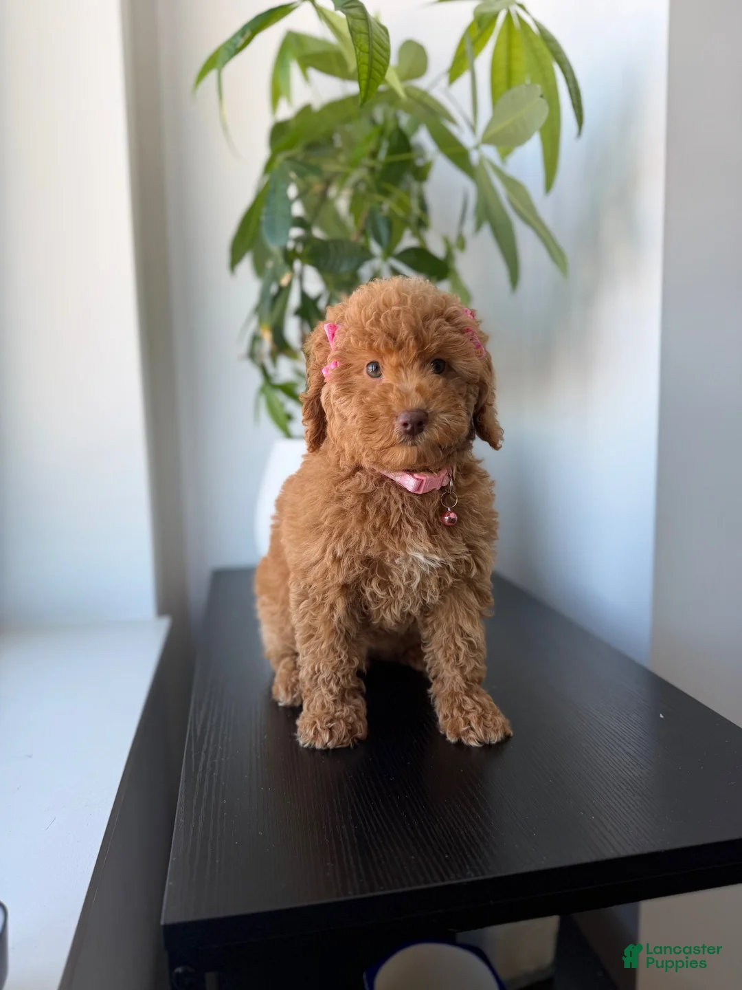 Miniature Poodle dogs for sale: Green eyes - Ad 4