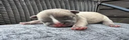 French Bulldog dogs for sale: French Bulldog 2 MALE - Ad 7