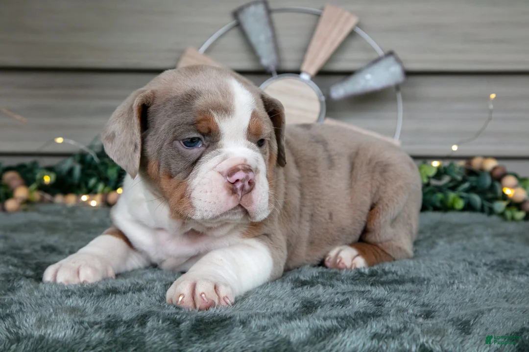 Beabull dogs for sale: Sienna - Ad 3