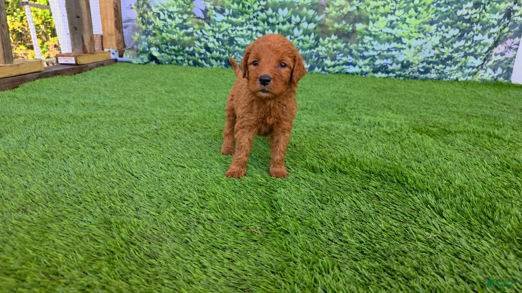 Goldendoodle dogs Millie - Ad 28