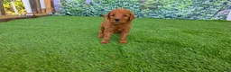 Goldendoodle dogs for sale: Millie - Ad 1