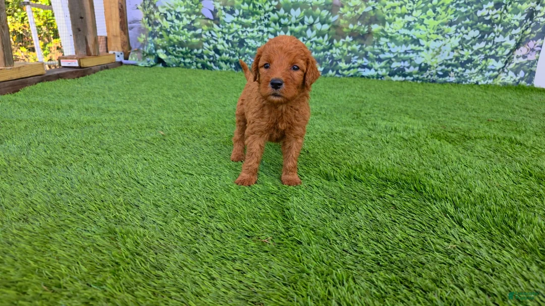 Goldendoodle dogs for sale: Millie - Ad 1