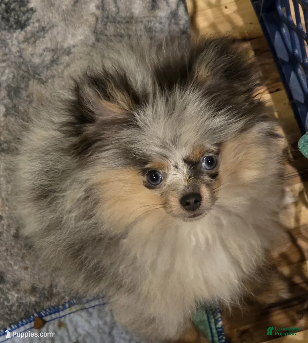 Pomeranian dogs for sale: Aca Harley  - Ad 1
