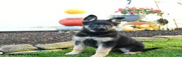 German Shepherd dogs for sale: Valerie - Ad 3