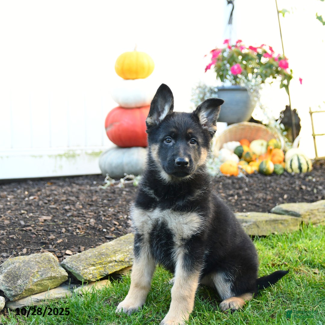 German Shepherd dogs for sale: Valerie - Ad 3