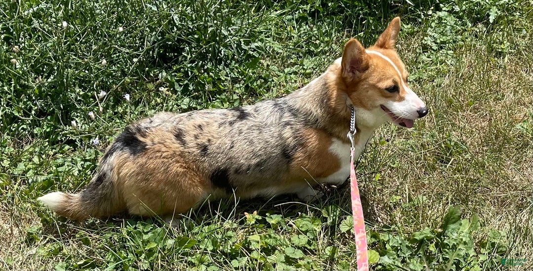 Welsh Corgi Pembroke dogs for sale: ACA Frost DNA clear bobtail Bluie Fluffy Carrier  - Ad 8