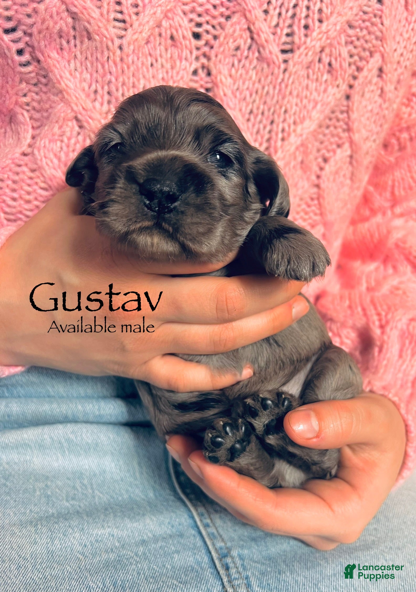 Cocker Spaniel dogs Gustav  - Ad 39