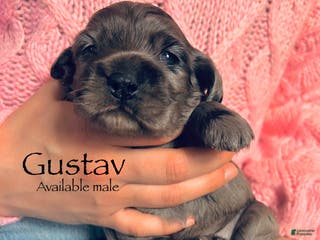 Cocker Spaniel dogs Gustav - Ad 39