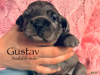 Cocker Spaniel dogs Gustav - Ad 12