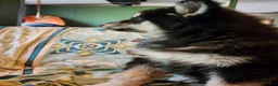Alaskan Malamute dogs for sale: Alaskan Malamute Puppy 3 - Ad 6