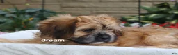 Mixed Breed dogs for sale: Wynn - Ad 10