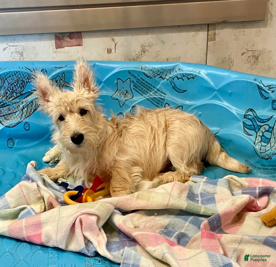 Scottish Terrier dogs for sale: Mason - Ad 1