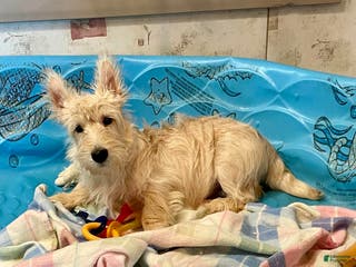 Scottish Terrier dogs Mason - Ad 1