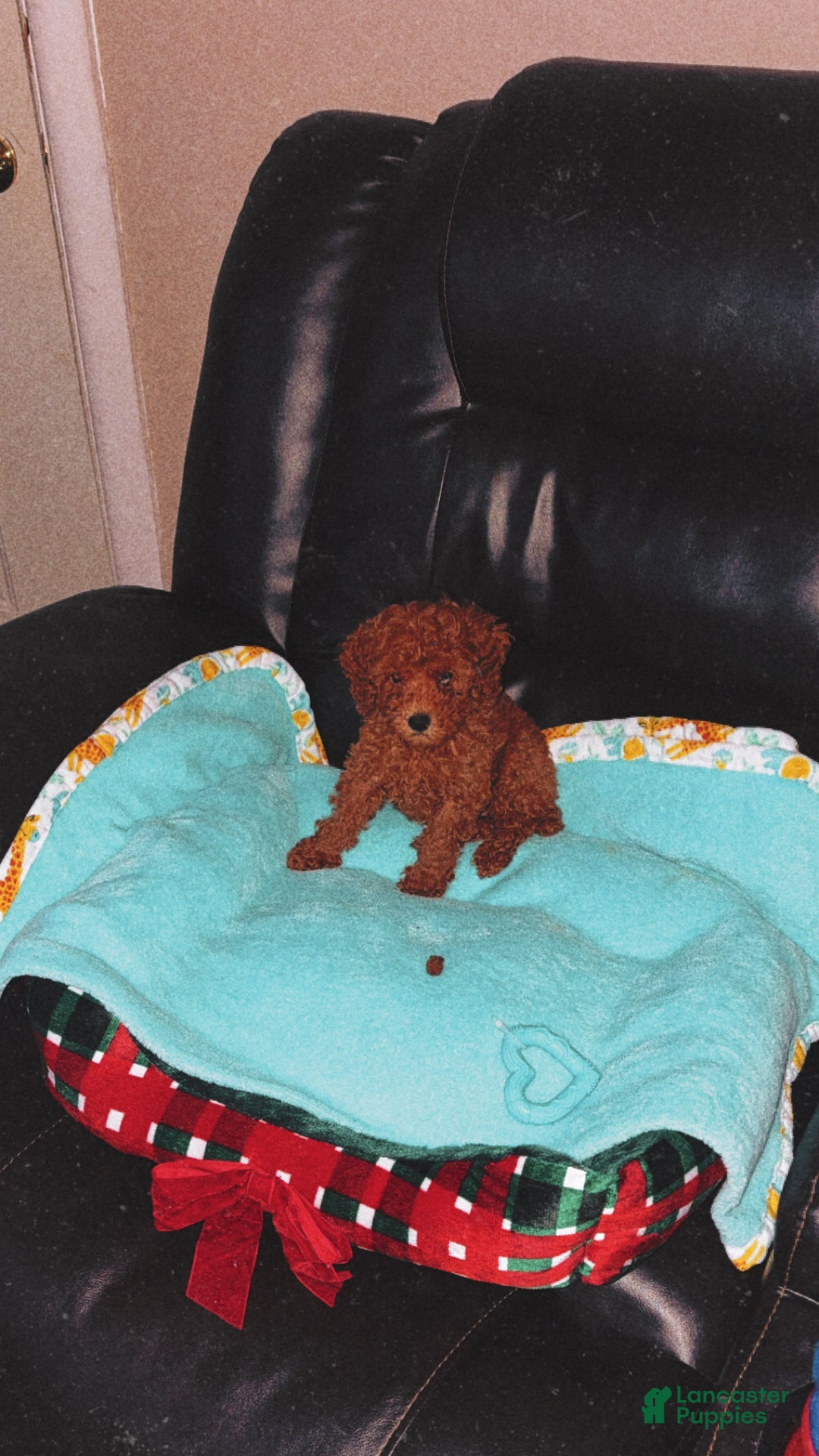 Toy Poodle dogs for sale: Toy Poodle Puppy 1 - Ad 2