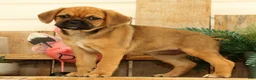 Puggle dogs for sale: Autumn - Ad 2