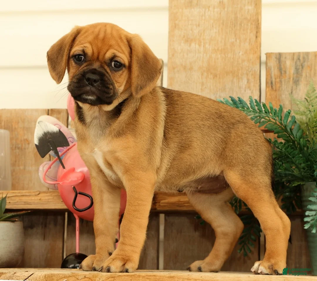 Puggle dogs for sale: Autumn - Ad 2