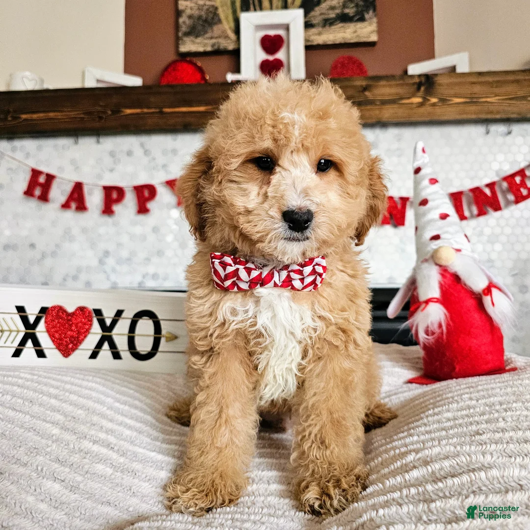 Mini Goldendoodle dogs for sale: Cupid - Ad 1