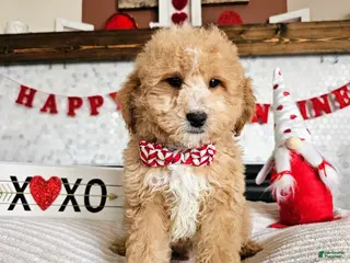 Mini Goldendoodle dogs Cupid - Ad 7