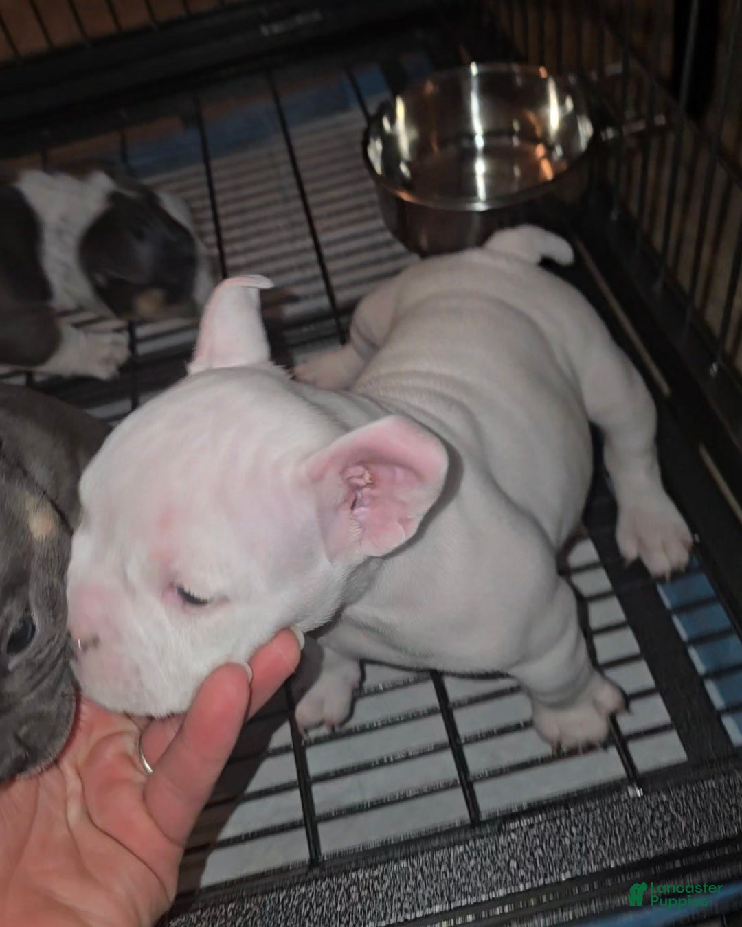 American Bully dogs for sale: American Bully Puppy 1 - Ad 4