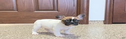 French Bulldog dogs for sale: French Bulldog Puppy 3 - Ad 11