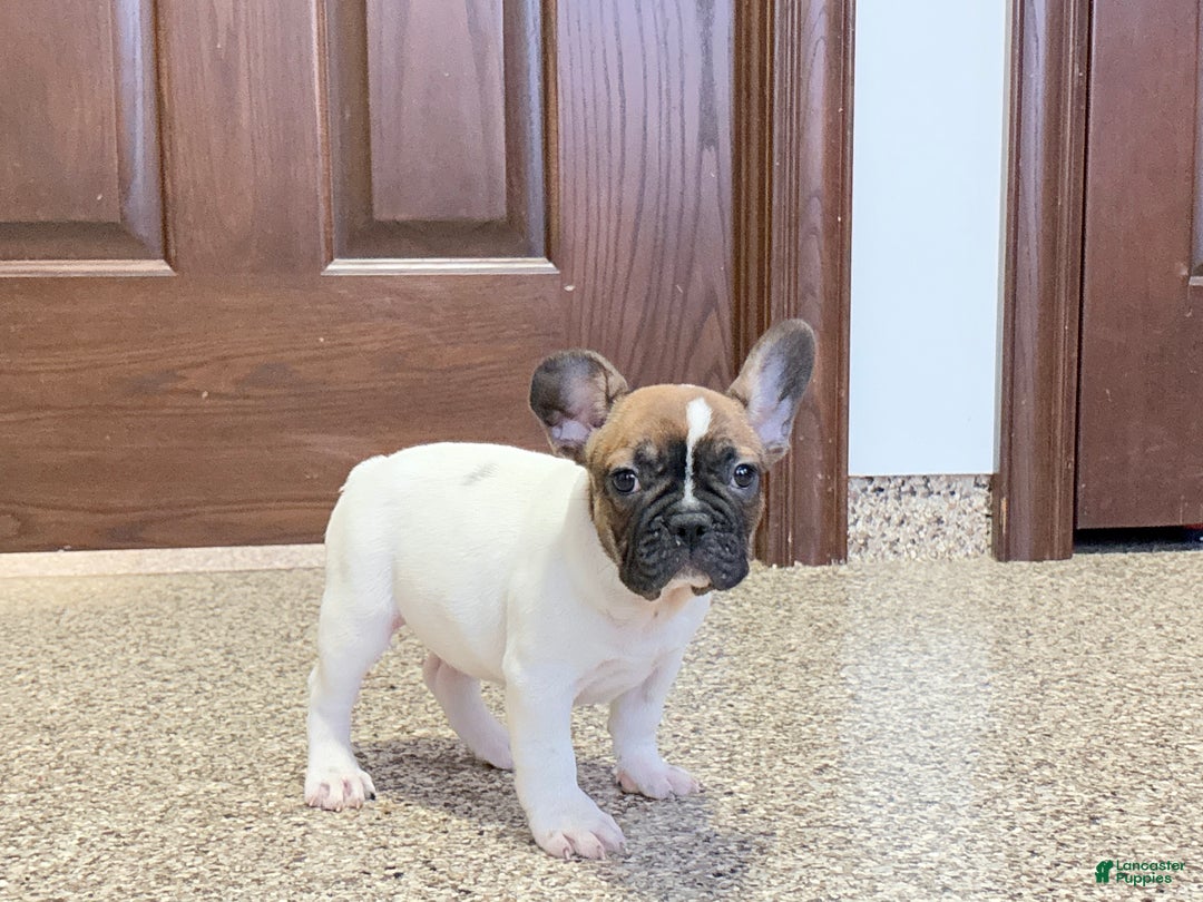 French Bulldog dogs for sale: French Bulldog Puppy 3 - Ad 11