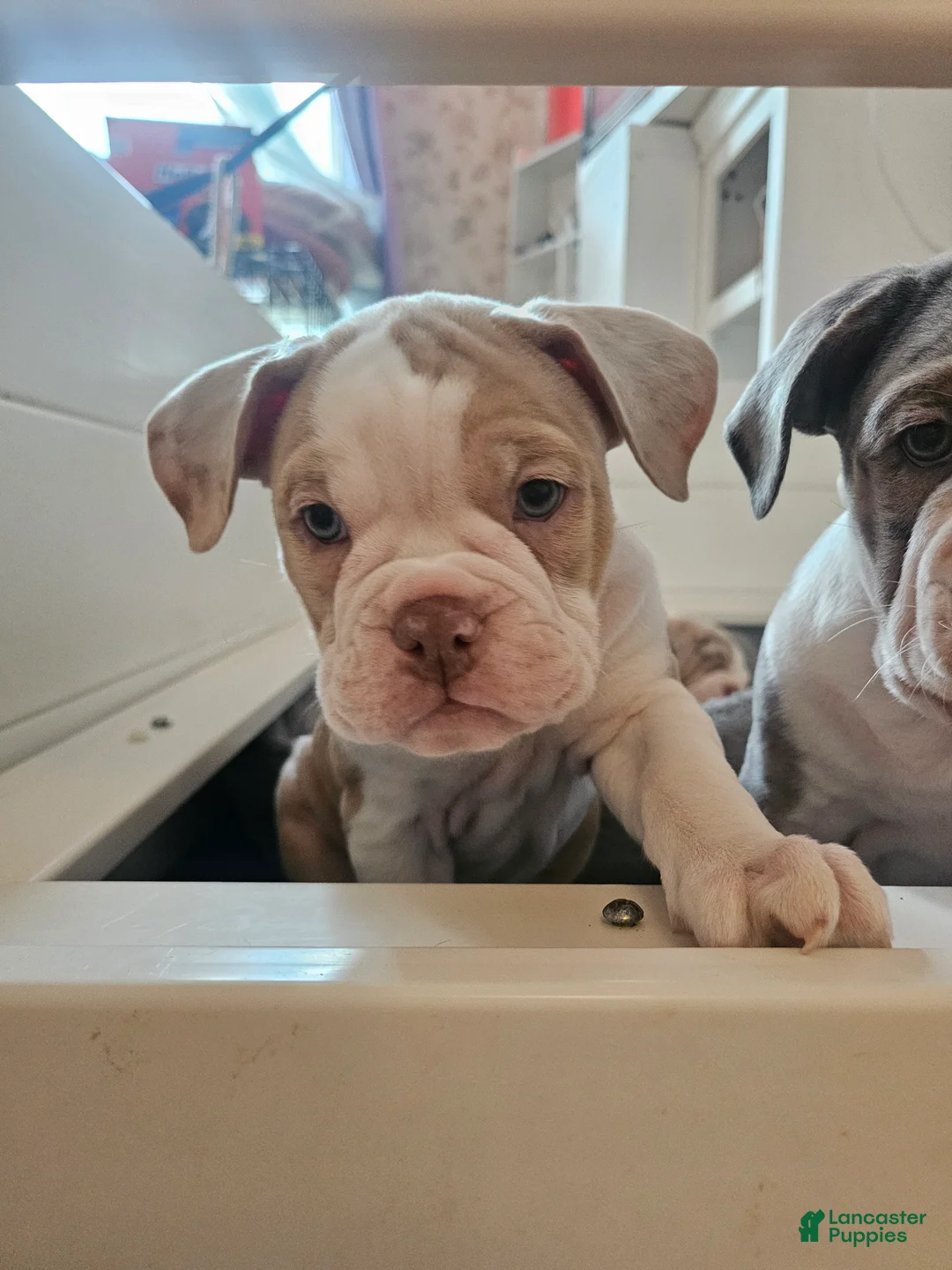 Olde English Bulldogge dogs for sale: Olde English Bulldogge Freya - Ad 2
