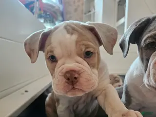 Olde English Bulldogge dogs Olde English Bulldogge Freya - Ad 16