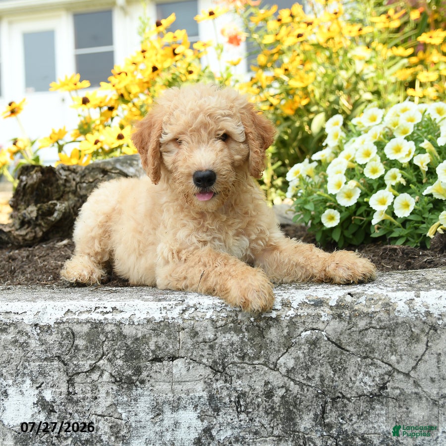 Mini Goldendoodle dogs Troy - Ad 2