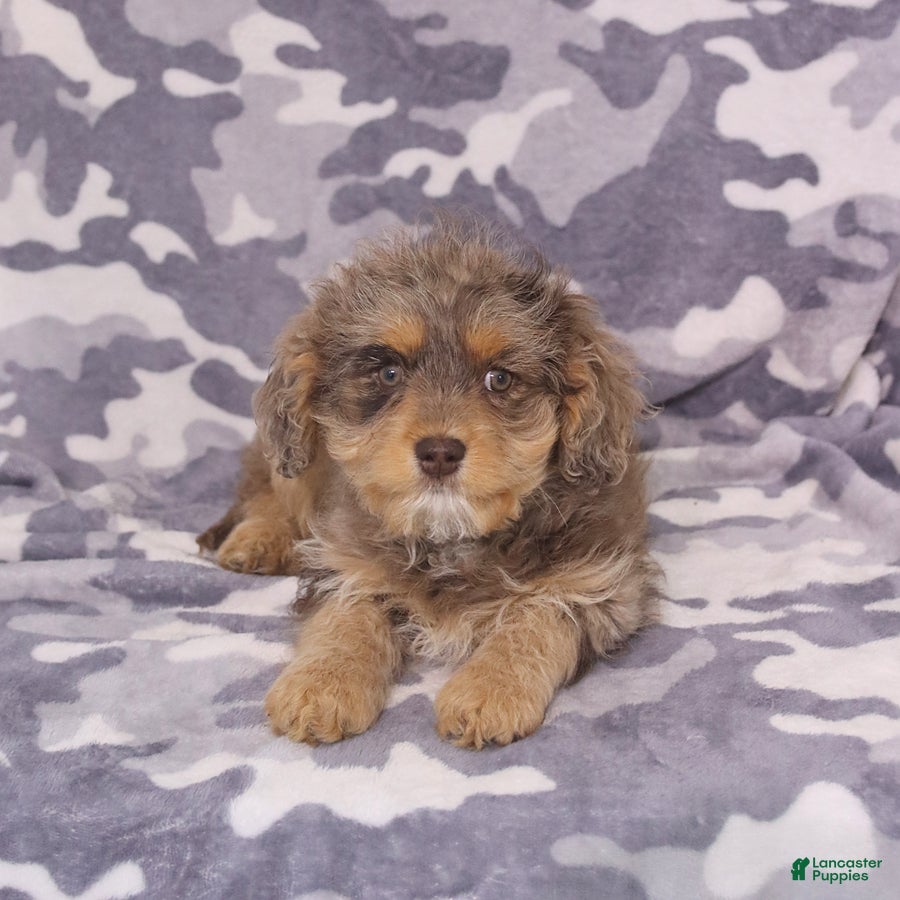 Cavapoo dogs Zoey - Ad 2
