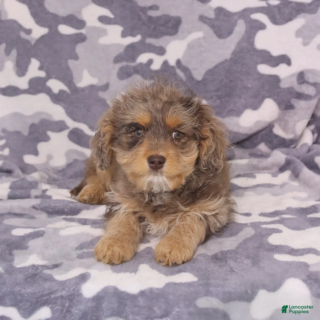Cavapoo dogs for sale: Zoey - Ad 2