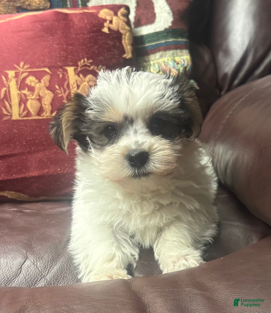 Morkie dogs for sale: Morkie Puppy 2 - Ad 3