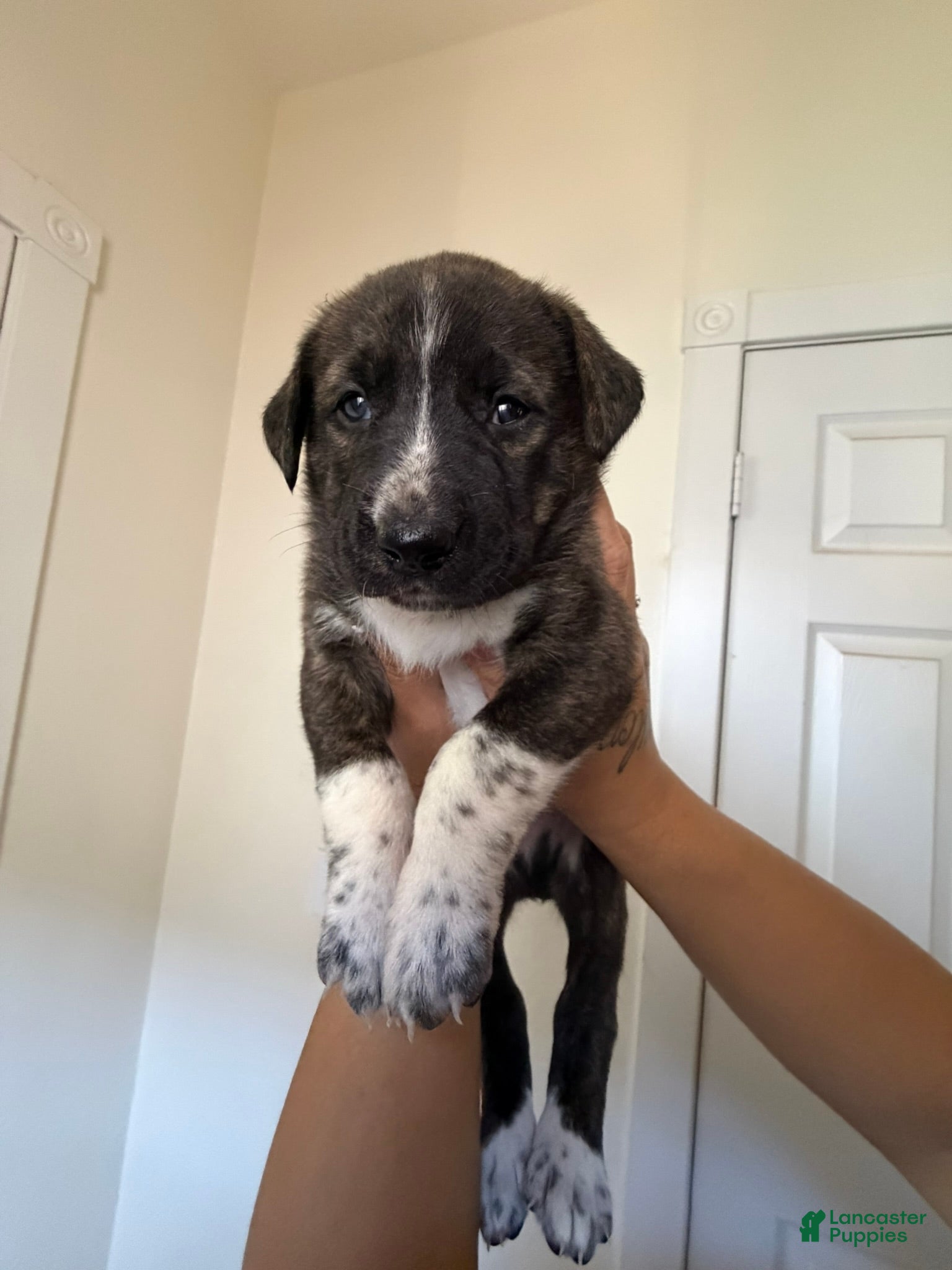 Mixed Breed dogs Marlin - Ad 1