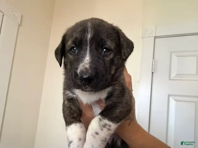 Mixed Breed dogs for sale: Marlin - Ad 1