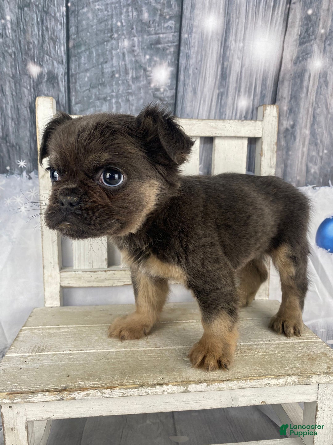 French Bulldog dogs for sale: Laken - Ad 7